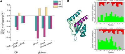 Unraveling the Thermodynamics of Ultra-tight Binding of Intrinsically Disordered Proteins